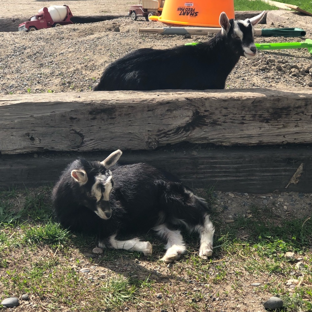 Meet your Posher, Marcy